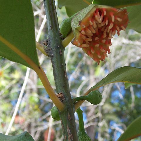 Tambourissa unspecified picture