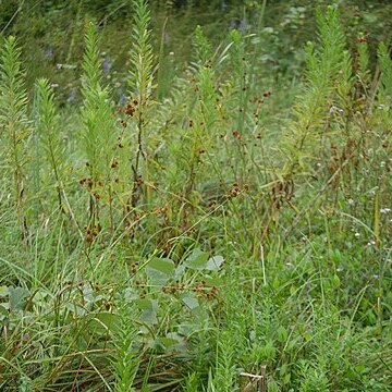 Scirpus fuirenoides unspecified picture