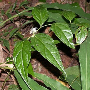 Veronicastrum tagawae unspecified picture