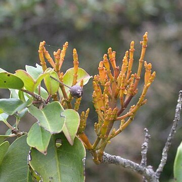 Korthalsella japonica unspecified picture