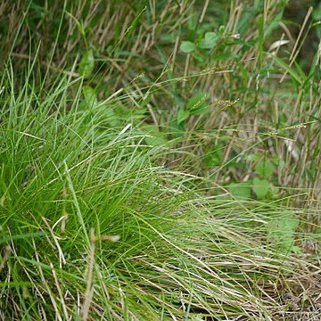 Carex pisiformis unspecified picture