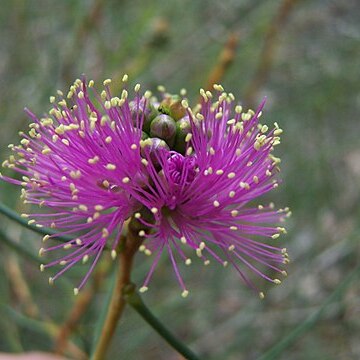 Melaleuca nematophylla unspecified picture