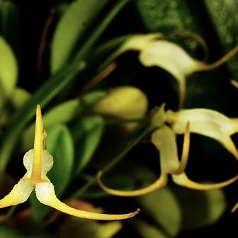 Masdevallia ophioglossa unspecified picture