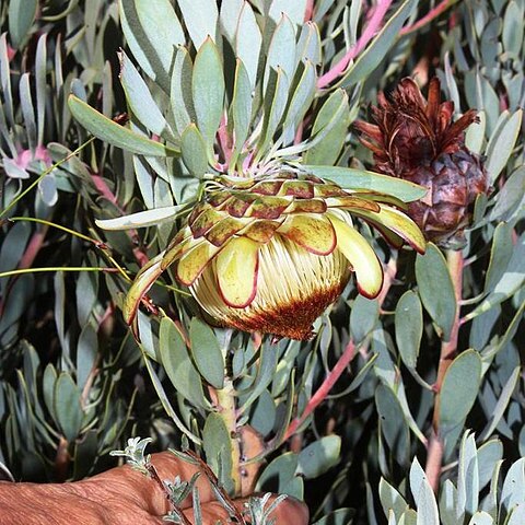 Protea pendula unspecified picture