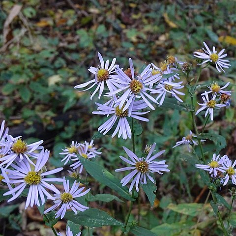 Symphyotrichum prenanthoides unspecified picture