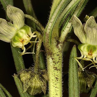 Miraglossum verticillare unspecified picture