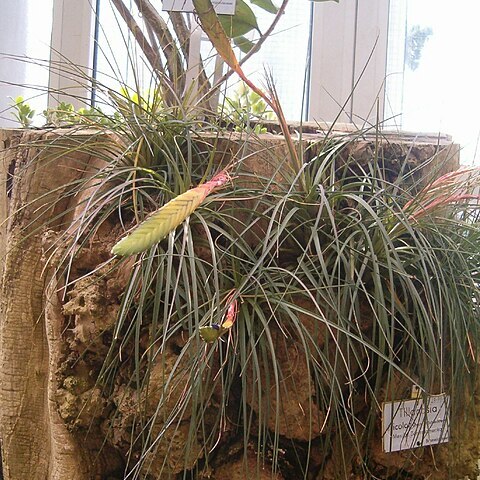 Tillandsia tricolor unspecified picture