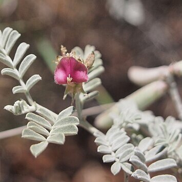 Indigofera leucotricha unspecified picture