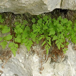 Cryptogramma stelleri unspecified picture