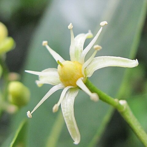 Acronychia pedunculata unspecified picture