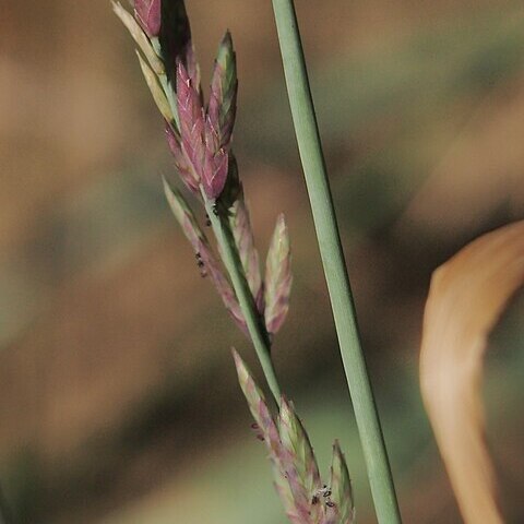 Eragrostis interrupta unspecified picture