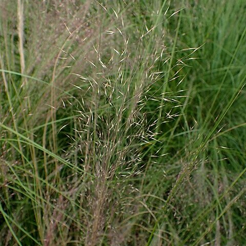 Muhlenbergia reverchonii unspecified picture