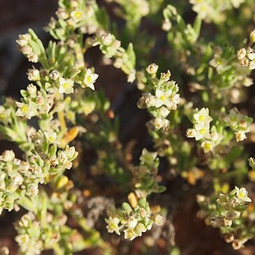 Crassula colorata unspecified picture