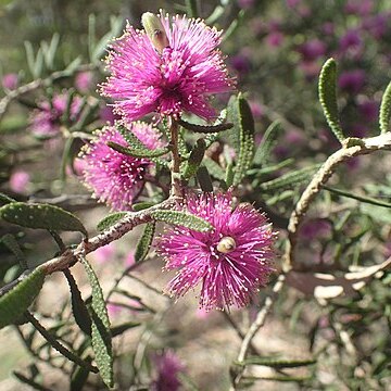 Melaleuca sclerophylla unspecified picture