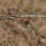 Eragrostis leptocarpa unspecified picture