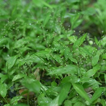 Isachne nipponensis unspecified picture