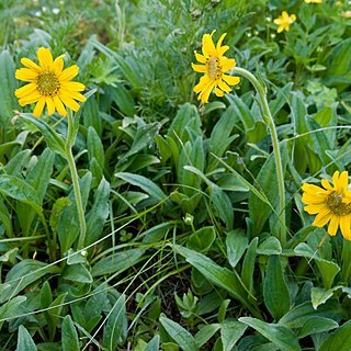 Arnica unalaschcensis unspecified picture