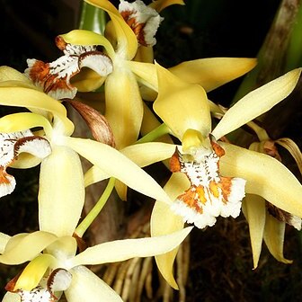 Coelogyne brachyptera unspecified picture