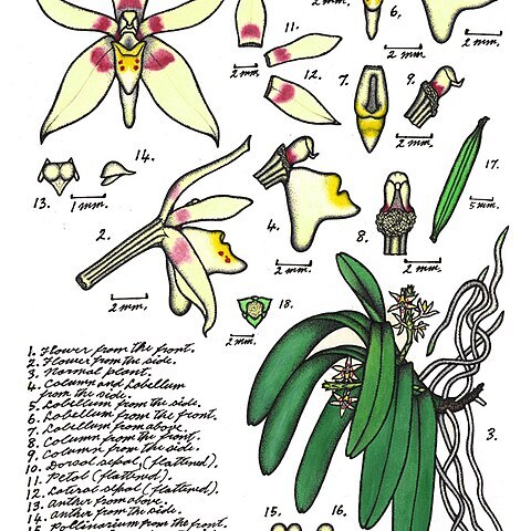 Tuberolabium unspecified picture