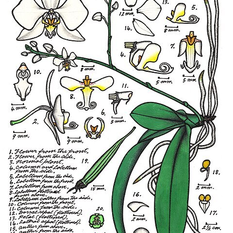 Phalaenopsis amabilis subsp. rosenstromii unspecified picture