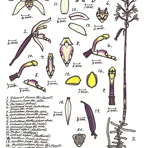 Aphyllorchis queenslandica unspecified picture