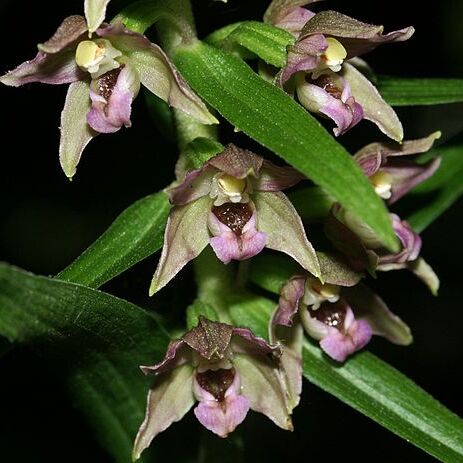 Epipactis unspecified picture