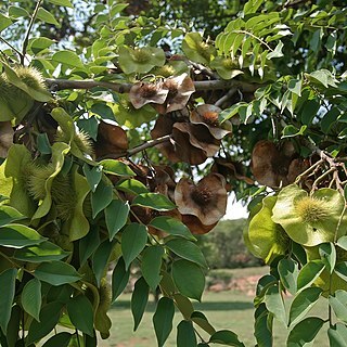 Pterocarpus angolensis unspecified picture