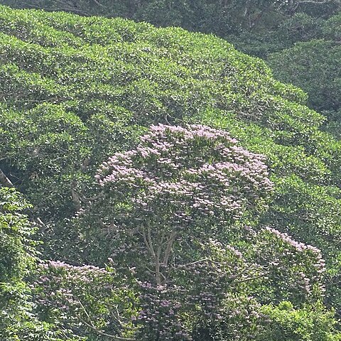 Trichospermum galeottii unspecified picture