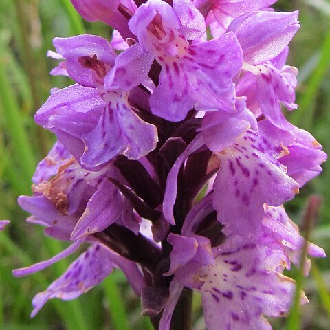 Dactylorhiza maculata subsp. savogiensis unspecified picture