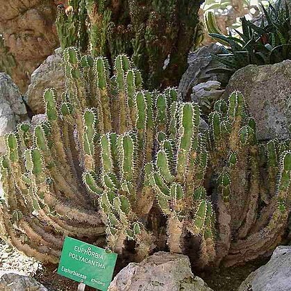 Euphorbia polyacantha unspecified picture