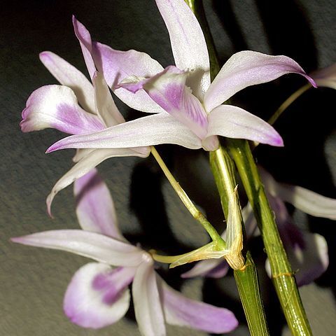 Dendrobium transparens unspecified picture