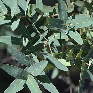 Angophora melanoxylon unspecified picture