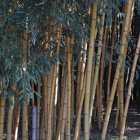 Phyllostachys sulphurea unspecified picture