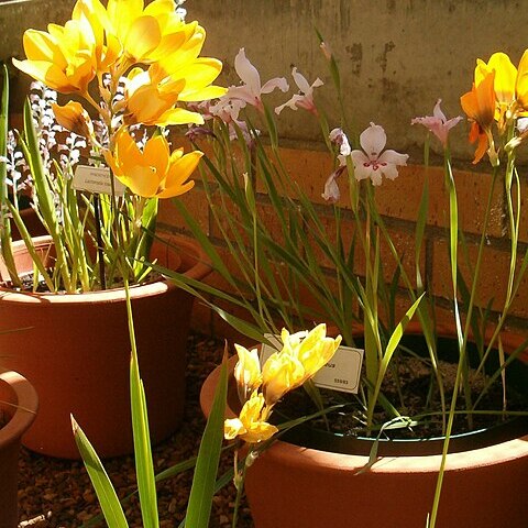 Ixia curta unspecified picture