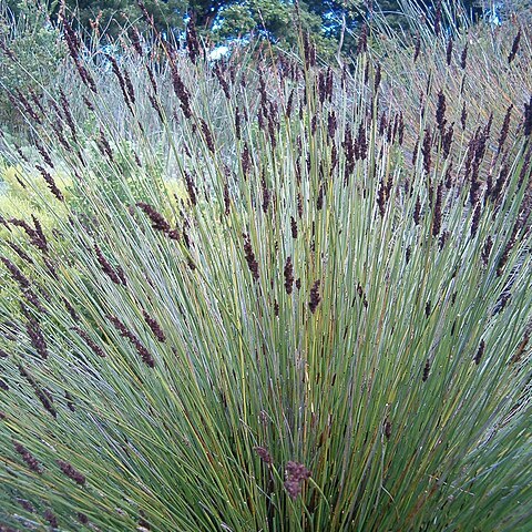 Elegia tectorum unspecified picture