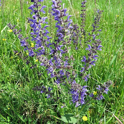 Salvia barrelieri unspecified picture