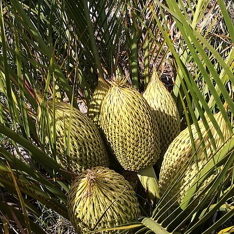 Macrozamia riedlei unspecified picture