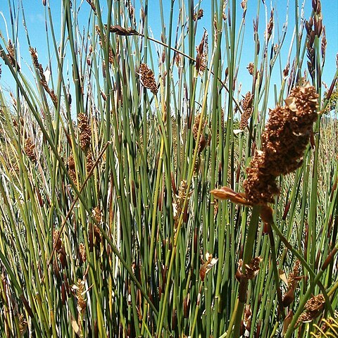 Elegia fistulosa unspecified picture