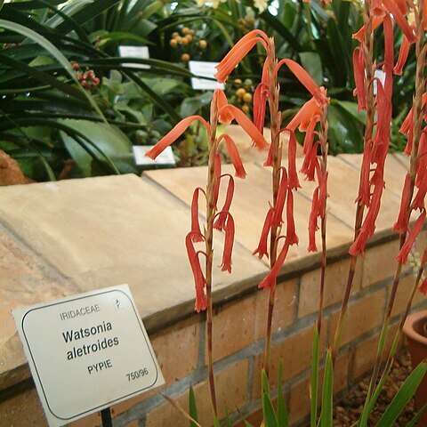 Watsonia aletroides unspecified picture