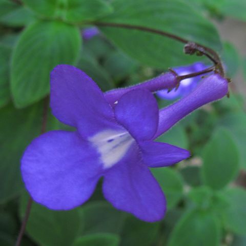 Streptocarpus caulescens unspecified picture