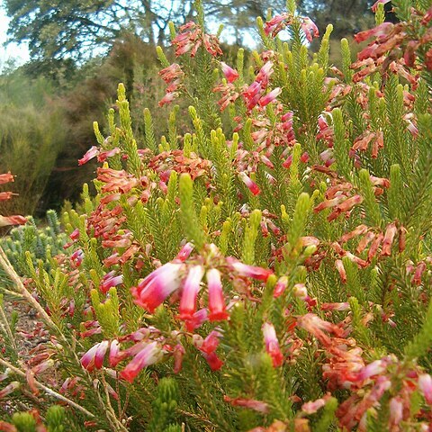 Erica regia unspecified picture