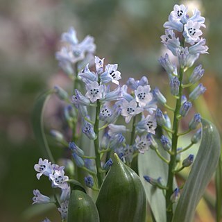 Hyacinthella campanulata unspecified picture