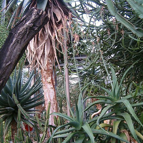 Aloe megalacantha unspecified picture