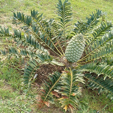 Encephalartos arenarius unspecified picture