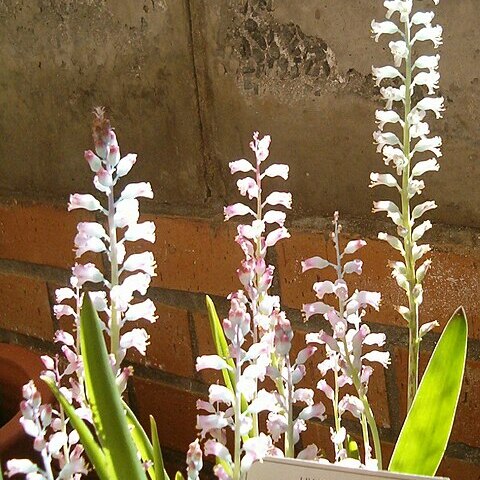 Lachenalia rosea unspecified picture