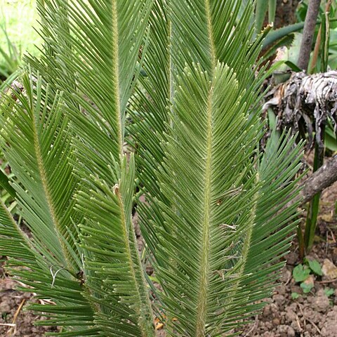 Encephalartos ghellinckii unspecified picture