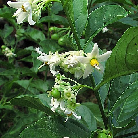 Solanum campaniforme unspecified picture