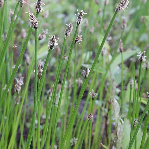 Eleocharis mamillata unspecified picture