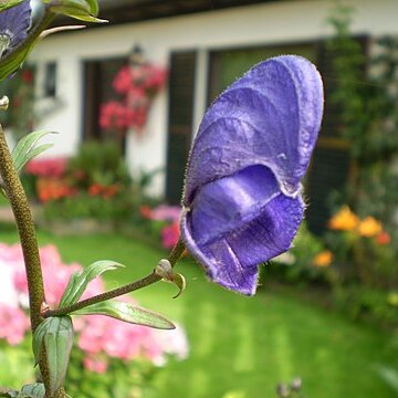 Aconitum henryi unspecified picture