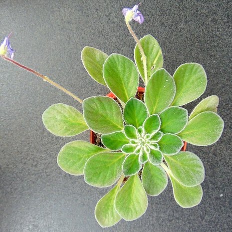 Petrocosmea cavaleriei unspecified picture